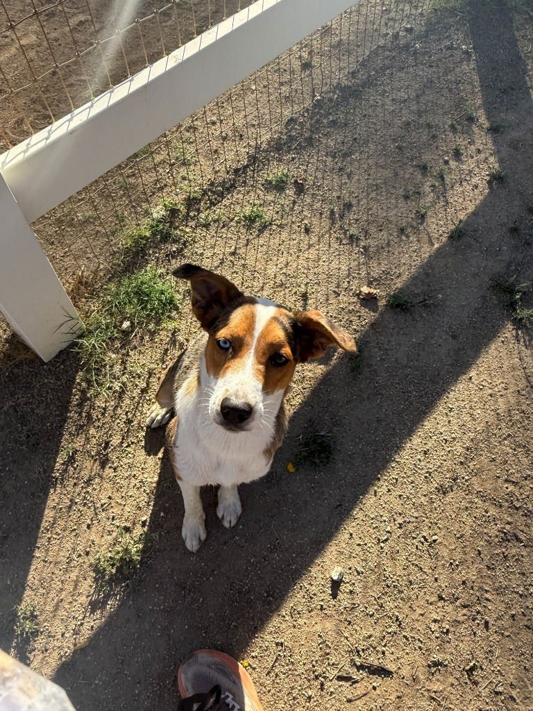 Winnie (Courtesy Post) Foster or Adopt Me! - Photo 3