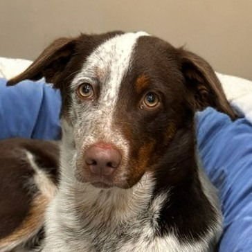 COWBOY (CP) FOSTER OR ADOPT ME! - Australian Shepherd / Border Collie available for adoption