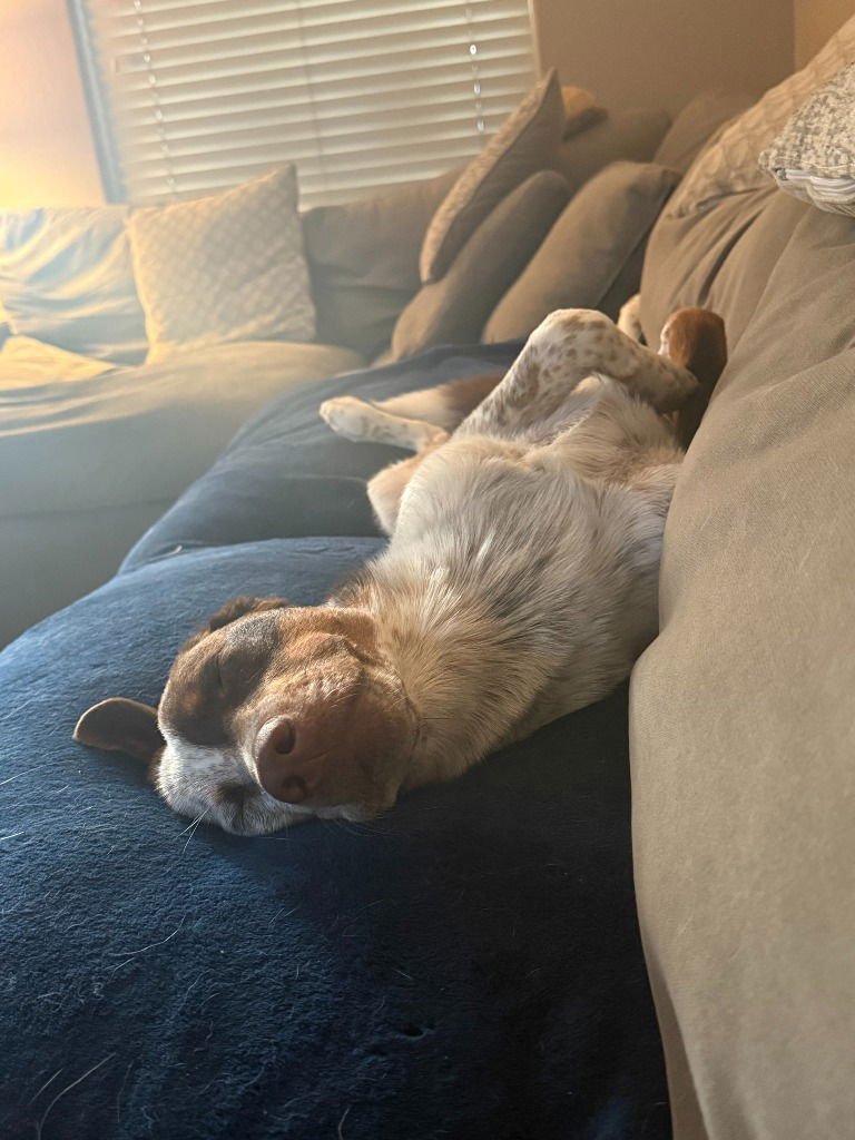 Cowboy (CP) Foster or Adopt Me! - Photo 4