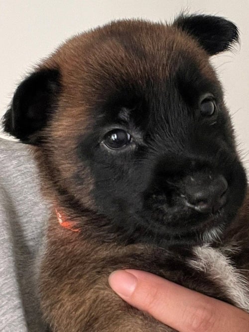 HOPPER - (COURTESY POST) - ADOPT ME!