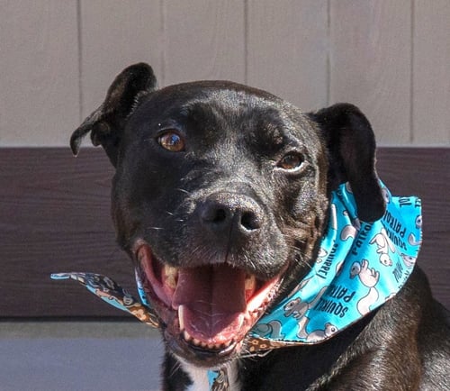 CHANCE (COURTESY POST) - FOSTER OR ADOPT ME! - Labrador Retriever available for adoption