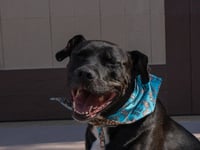 Chance (Courtesy Post) - Foster or Adopt Me! - Photo 4