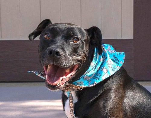 CHANCE (COURTESY POST) - FOSTER OR ADOPT ME! - Labrador Retriever available for adoption