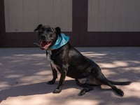 Chance (Courtesy Post) - Foster or Adopt Me! - Photo 3