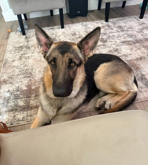 FREEMAN - ADOPT ME! - German Shepherd Dog available for adoption