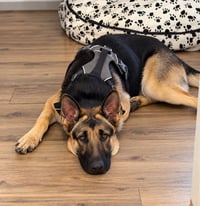 Freeman - Adopt Me! - Photo 2