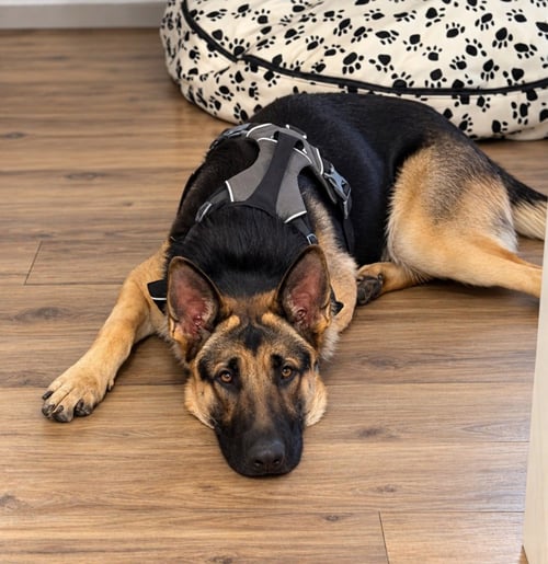 FREEMAN - ADOPT ME! - German Shepherd Dog available for adoption