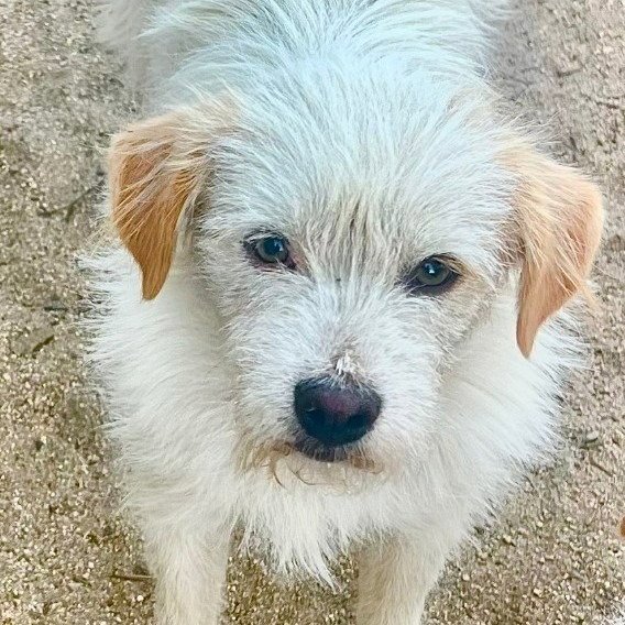 Benji - Adopt Me! Image