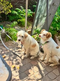 Benji - Adopt Me! - Photo 4