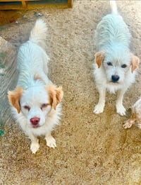Benji - Adopt Me! - Photo 2