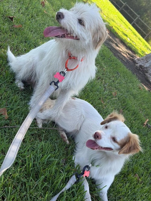 BENJI - ADOPT ME! - Terrier available for adoption