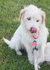 Benji - Adopt Me! - Photo 3