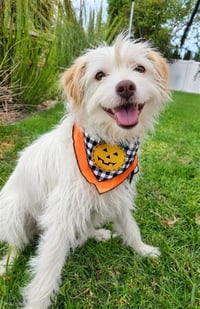 Benji - Adopt Me! - Photo 2