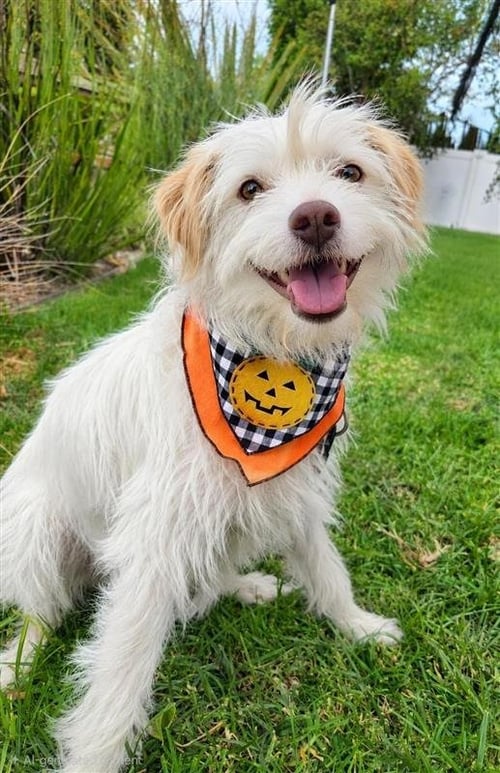 BENJI - ADOPT ME! - Terrier available for adoption