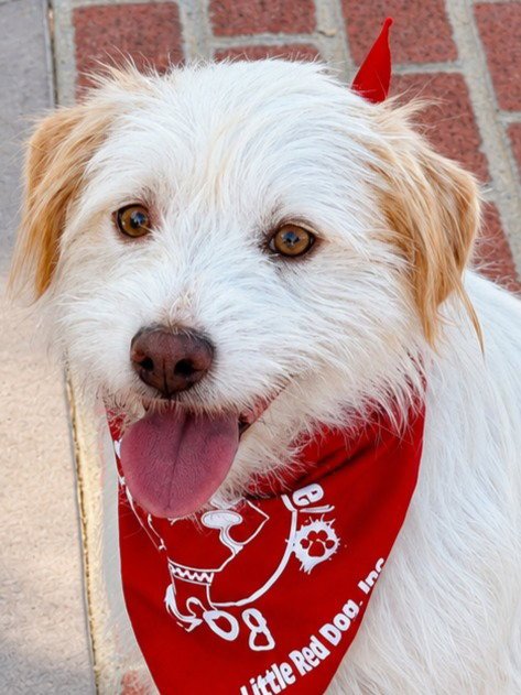 BENJI - ADOPT ME! - Terrier available for adoption