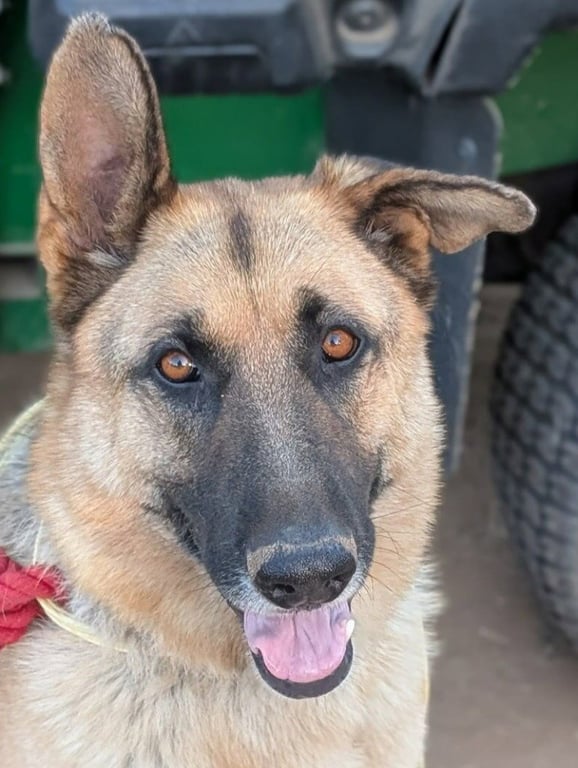 Polo- (Courtesy Post) Adopt Me! Image
