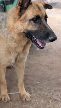 Polo- (Courtesy Post) Adopt Me! - Photo 2