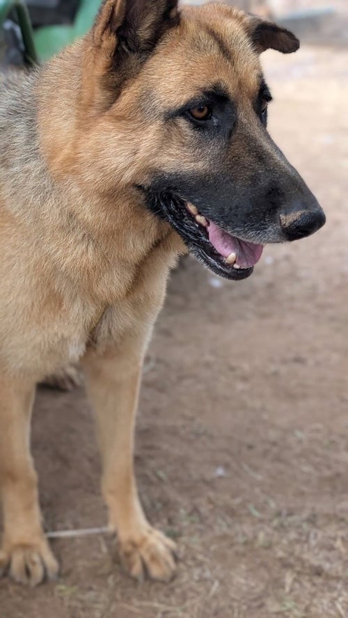 POLO- (COURTESY POST) ADOPT ME! - German Shepherd Dog available for adoption