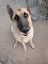 Polo- (Courtesy Post) Adopt Me! - Photo 3