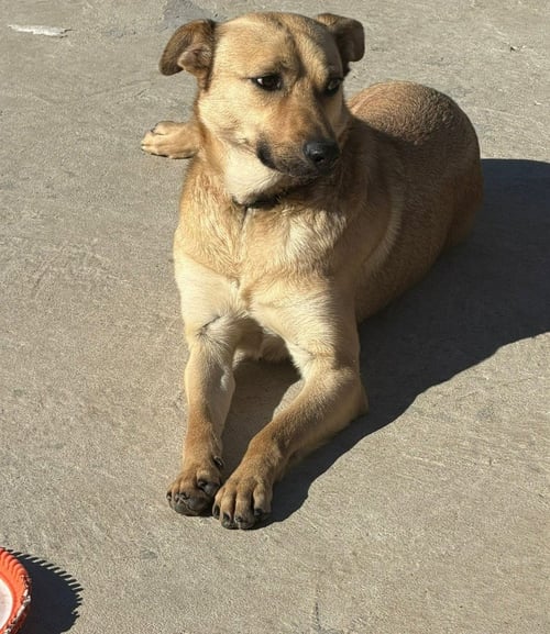 WINSTON (COURTESY POST) - ADOPT ME! - Shepherd / Labrador Retriever available for adoption