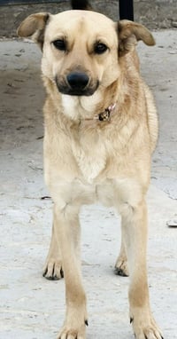 Winston (Courtesy Post) - Adopt Me! - Photo 4