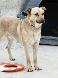 Winston (Courtesy Post) - Adopt Me! - Photo 3