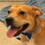 Winston (Courtesy Post) - Adopt Me! Image
