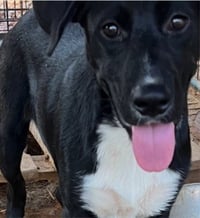 Monty - (Courtesy Post) Adopt Me! - Photo 1