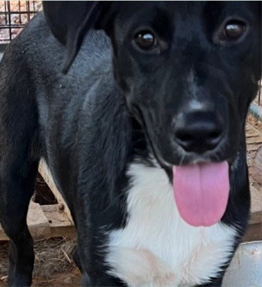 MONTY - (COURTESY POST) ADOPT ME! - Labrador Retriever for adoption in Irvine