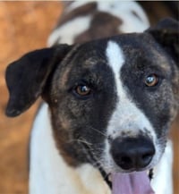 Murphy - (Courtesy Post) Adopt Me! - Photo 1