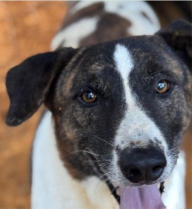 MURPHY - (COURTESY POST) ADOPT ME! - Siberian Husky for adoption in Irvine