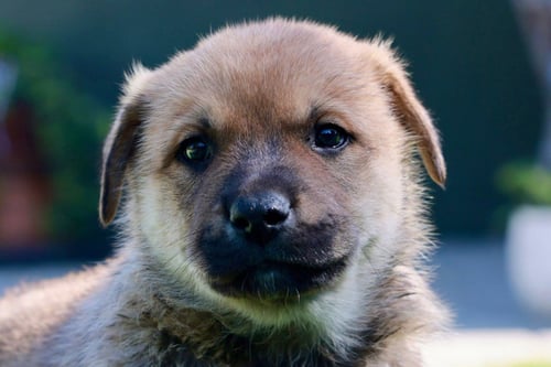 TANGO - ADOPT ME! - Cattle Dog / Shepherd available for adoption