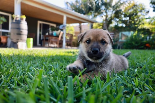 TANGO - ADOPT ME! - Cattle Dog / Shepherd available for adoption