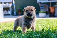 Tango - Adopt Me! - Photo 3