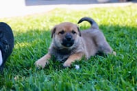 Tango - Adopt Me! - Photo 4