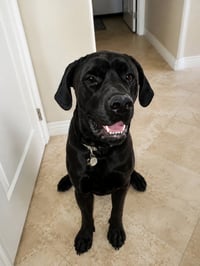 George (Courtesy Post) Foster or Adopt Me! - Photo 2
