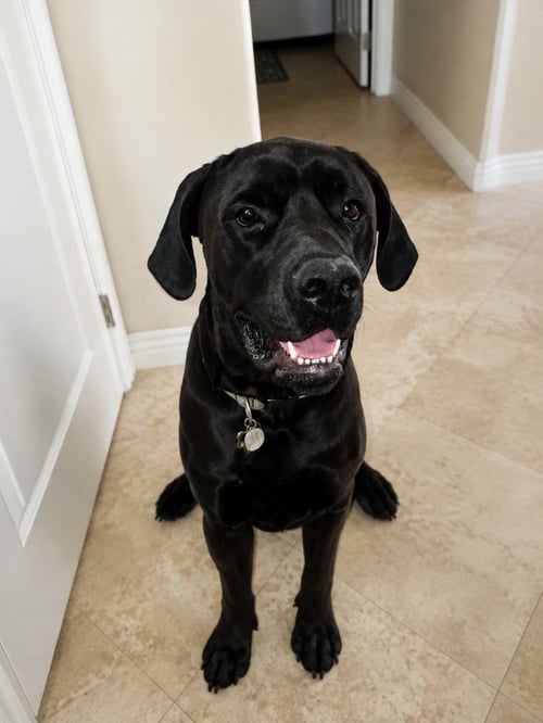 GEORGE (COURTESY POST) FOSTER OR ADOPT ME! - Cane Corso Mastiff available for adoption