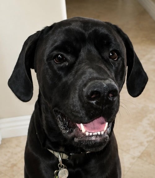 GEORGE (COURTESY POST) FOSTER OR ADOPT ME! - Cane Corso Mastiff available for adoption