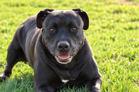 Radar - Adopt  Me! - Photo 3