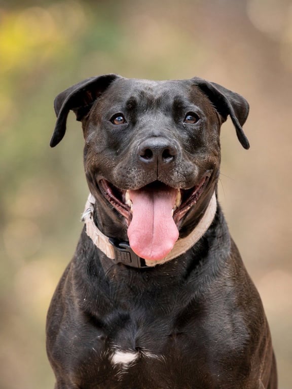 Radar - Adopt  Me! Image