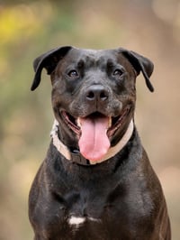 Radar - Adopt  Me! - Photo 1