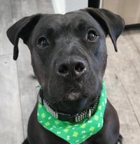 Radar - Adopt  Me! - Photo 4