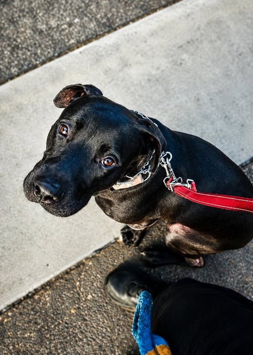 RADAR - ADOPT  ME! - American Staffordshire Terrier available for adoption