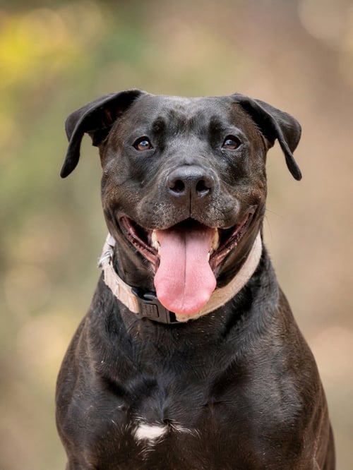 RADAR - ADOPT  ME! - American Staffordshire Terrier available for adoption