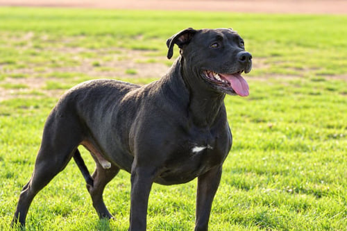 RADAR - ADOPT  ME! - American Staffordshire Terrier available for adoption