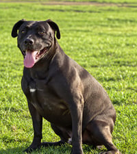 Radar - Adopt  Me! - Photo 4