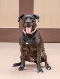 Radar - Adopt  Me! - Photo 3