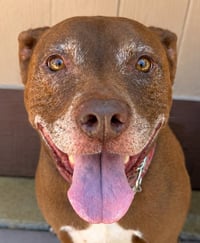 Lucy Ann - Adopt Me! - Photo 1