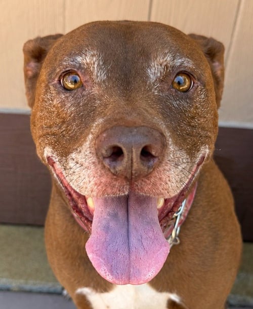 LUCY ANN - ADOPT ME! - Labrador Retriever / American Staffordshire Terrier available for adoption