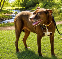 Lucy Ann - Adopt Me! - Photo 4